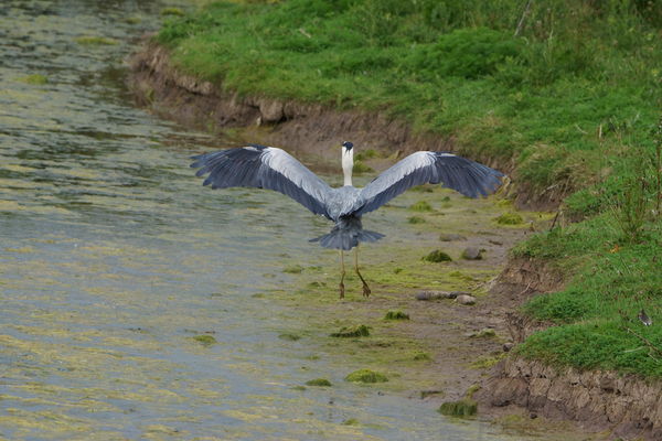 heron landing...