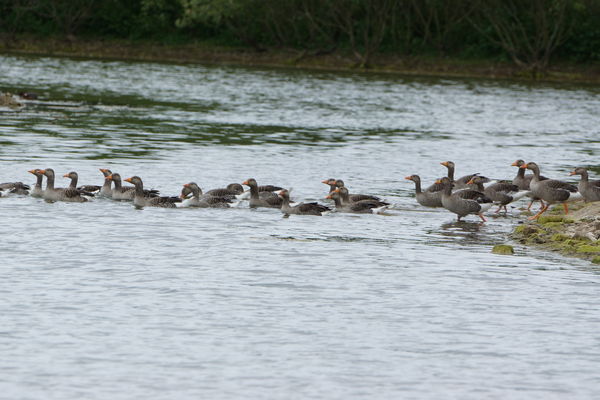 greylag geese...