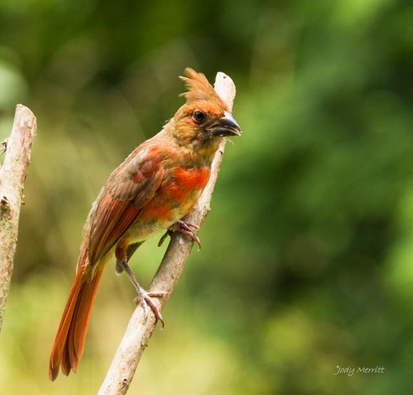 Juvenile Northern Cardinal...