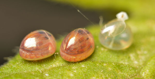 Leaf Footed Bug Eggs