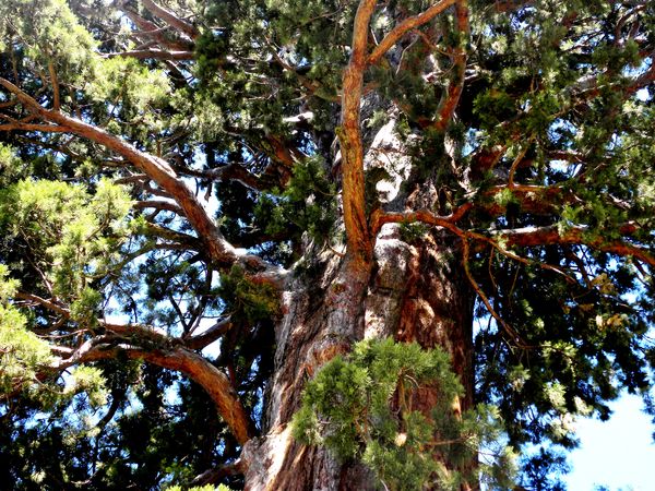 Sequoia National Park...