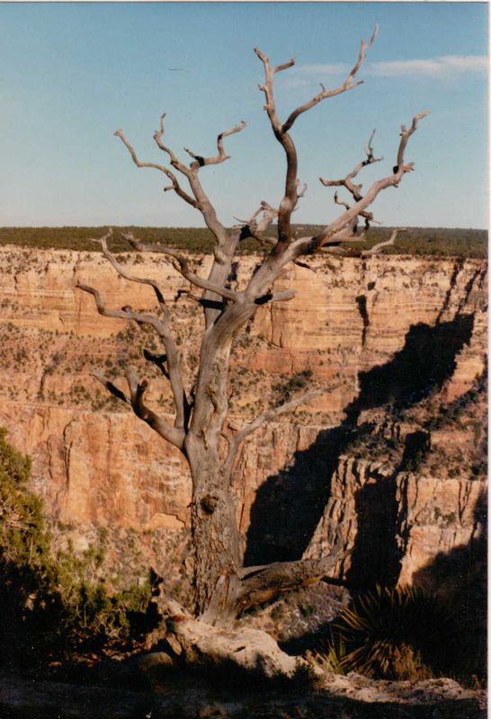 Taken on the rim of The Grand Canyon....