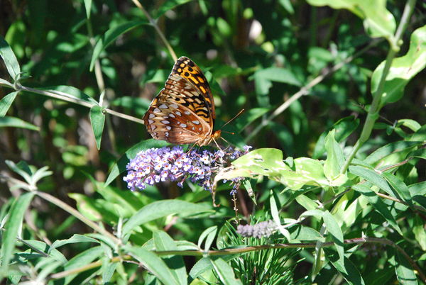 Buterfly on a Butterfly Bush...