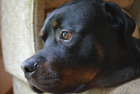 Steve, the 3.5 year old purebred Rottweiler I'm fo...