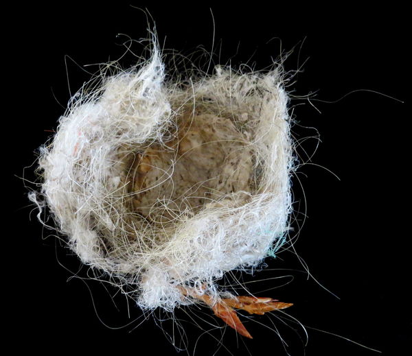 Amazing Bird Nest Made From White Horse Hair Found this nest on the