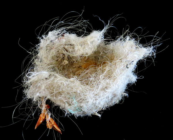 Amazing Bird Nest Made From White Horse Hair: Found this nest on the ...