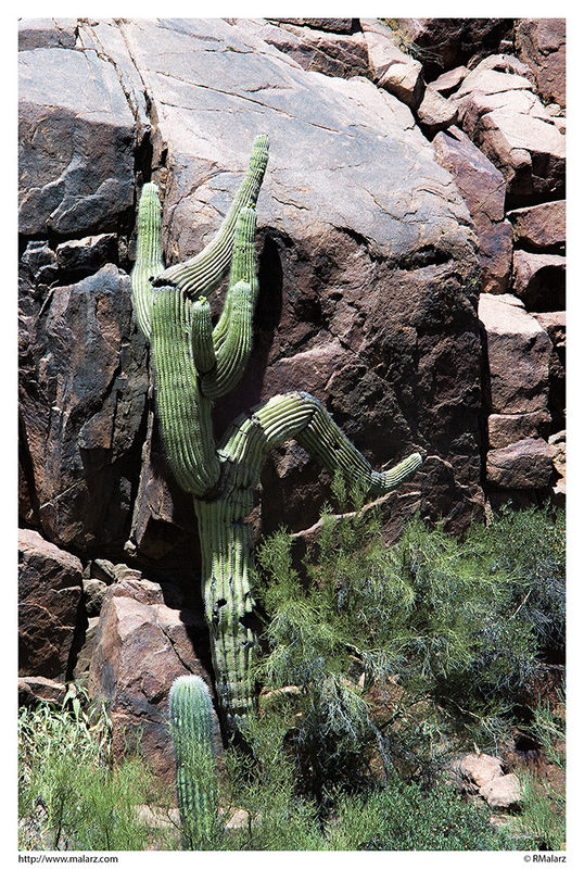 Climbing Cactus...