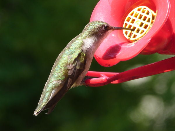 Humming Bird at a feeder...