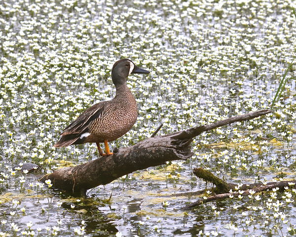 Blue-winged Teal waiting to get into the Spa...