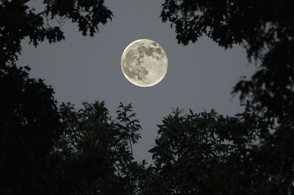 Super moon through southern oaks. Nikon D7000 w/70...