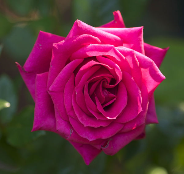 a single beautiful rose......