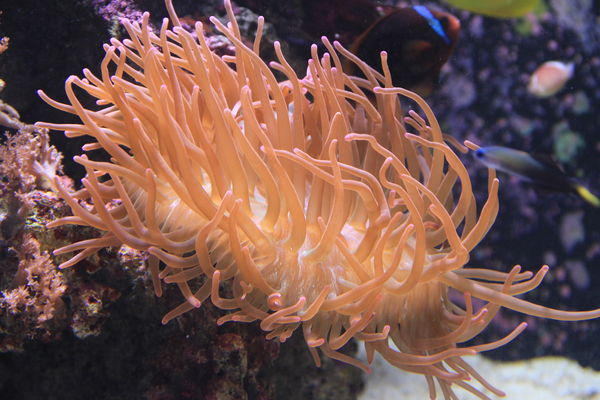 Saw this in an aquarium, not sure of the name...