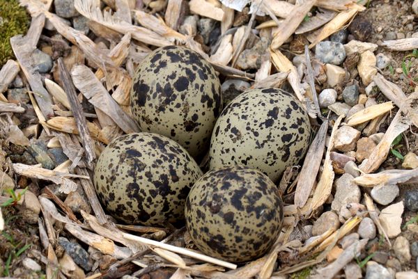 some kildeer eggs I have been watching and hoping ...