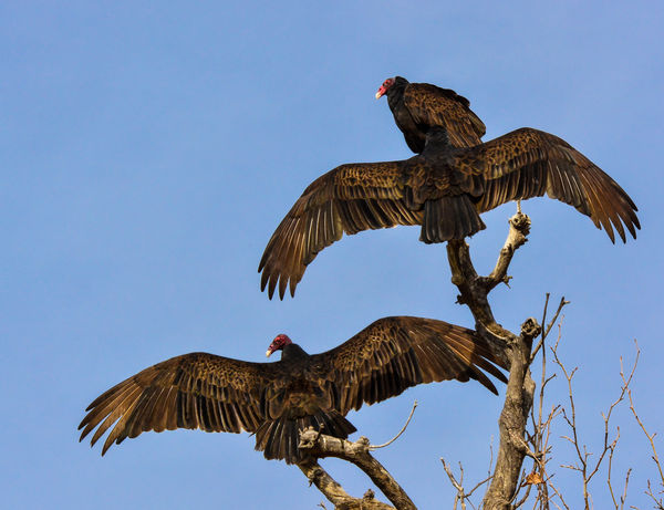 Morning preperation: Turkey Buzzards getting ready for the morning flight.