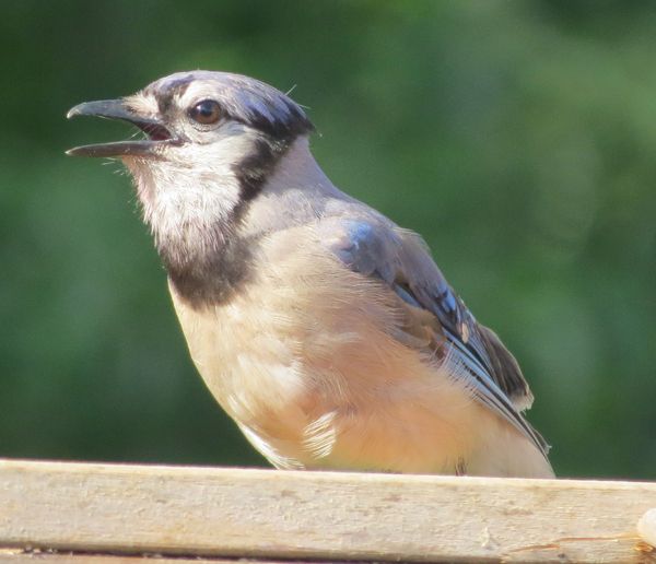 Another blue jay, calling out...