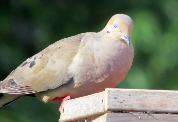 Mourning dove, eyes closed (may be nictitating mem...
