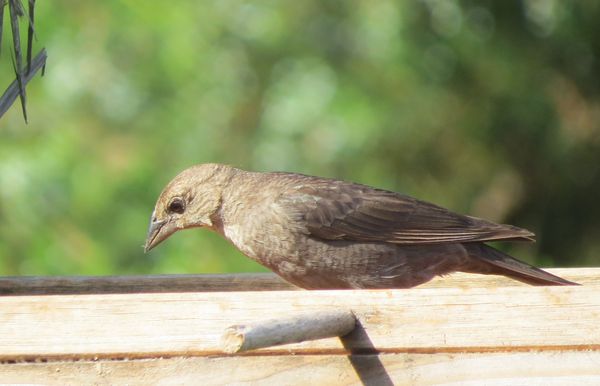 And lastly, a female cowbird...