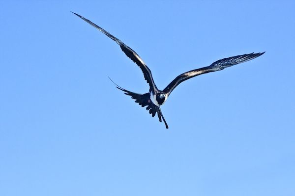 Frigate bird...