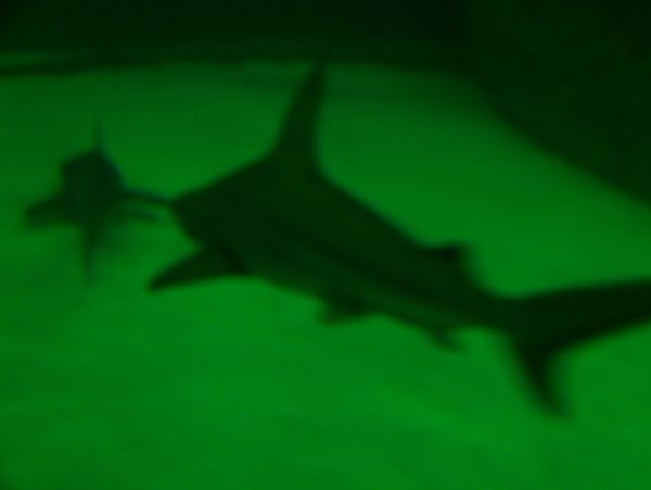 Shark shadow-scary!...