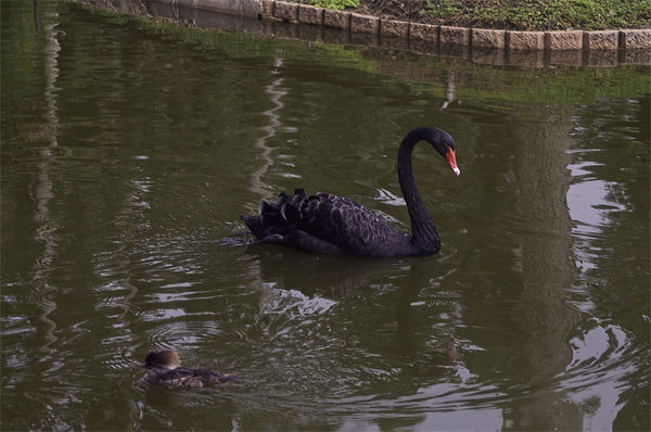 BlackSwan @ Neighbor's Pond...