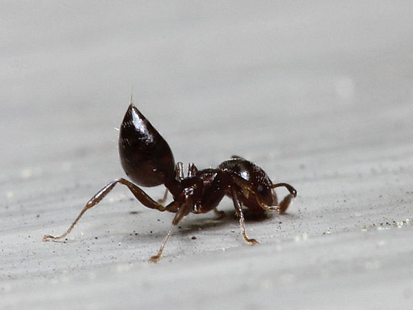 ant with butt sticking up...