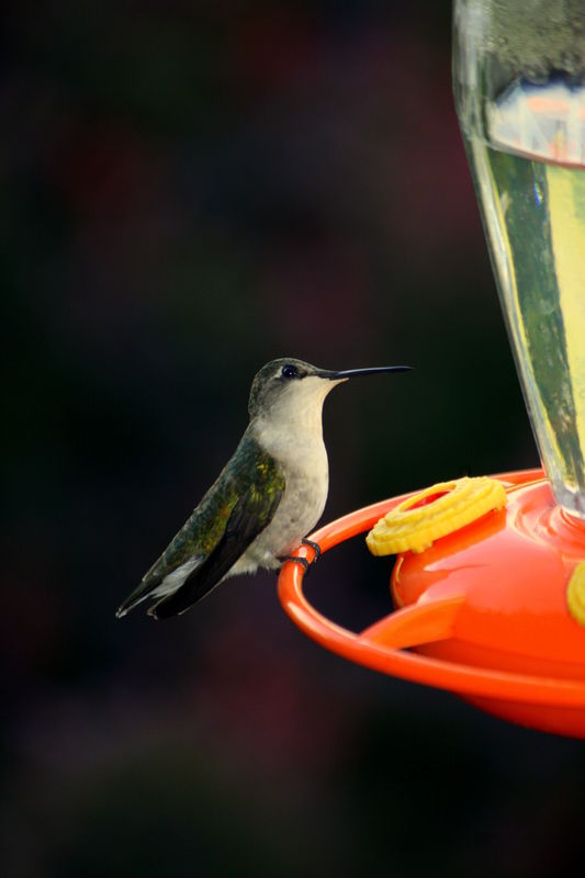 First pic of the season, my little Hummer...
