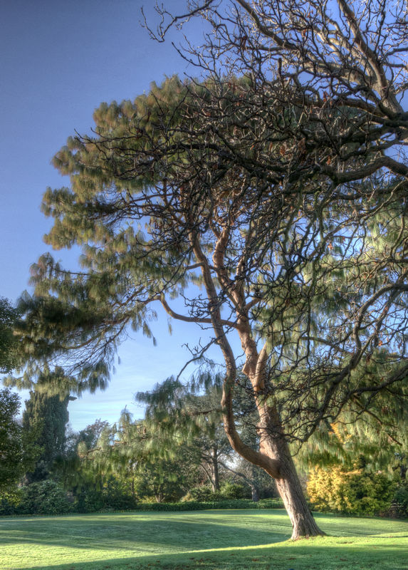 Pine tree in Mona Vale...