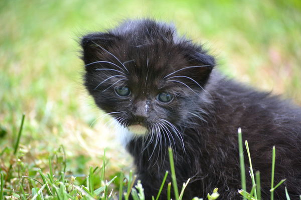 Kitten 2...