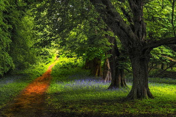 Tranquil Scene in Kilarney National Park, Ireland