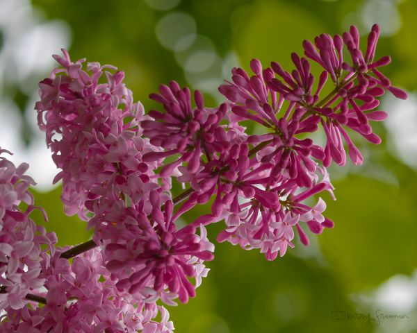 Pink Lilac f/3.2, 1/500, ISO 200...