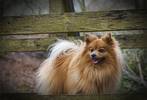 My wife's Pom - more hair than dog!...