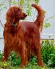Irish Setter pose...or most likely watching for bu...