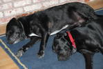 LABS AT REST....