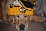 Let's Go Bruins!  Max Getting ready for game 4!...