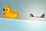 Our cat, Pudgy was stalking a rubber duck, and I s...