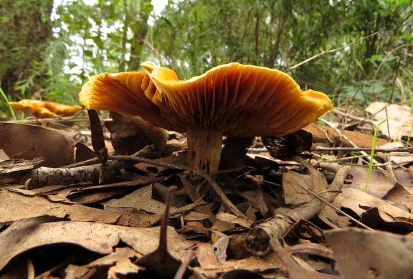 Fungus on the forest floor...
