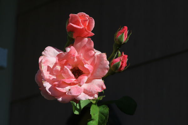Sunday Morning Roses...