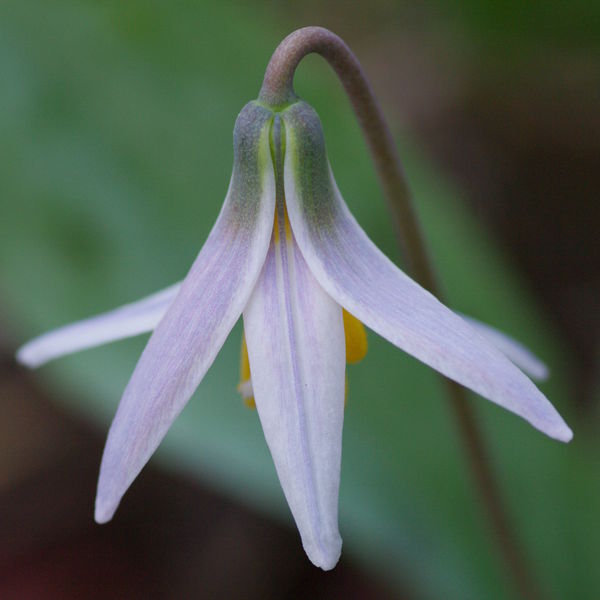 Trout Lilly, this is a wildflower....