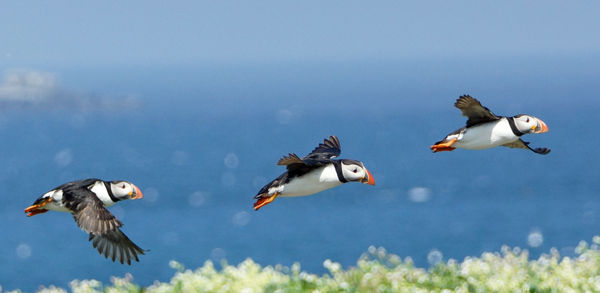 puffin fly past...