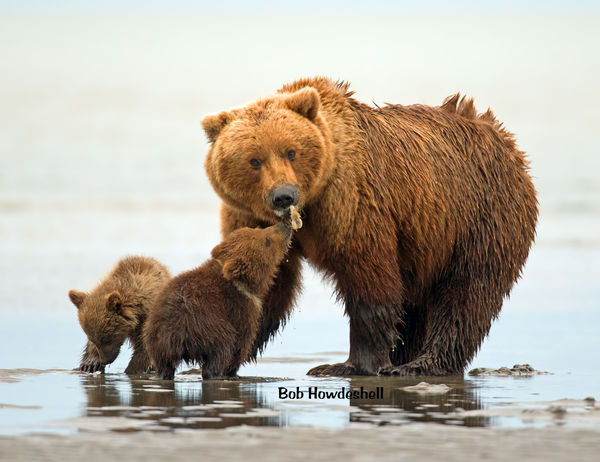 Mom and 1st year cubs eating razor clams...