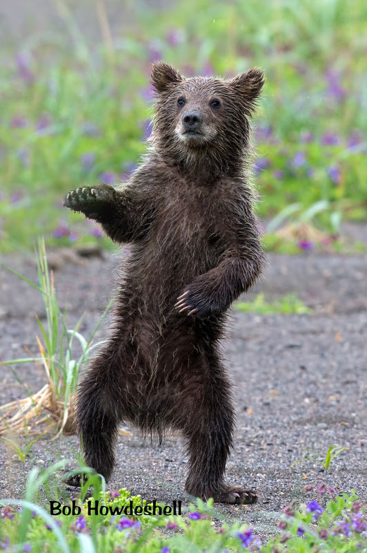 Dancing bear cub...