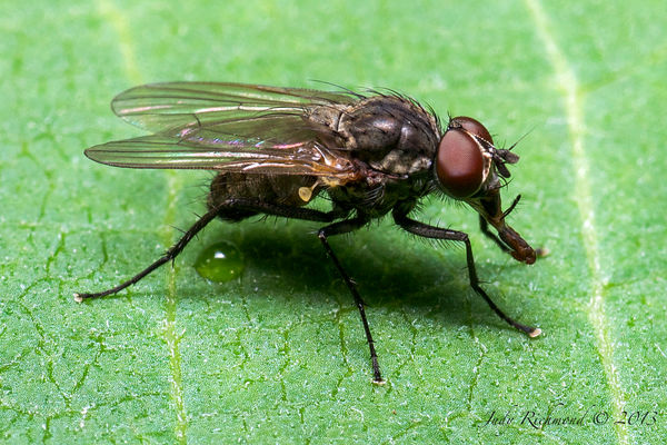 I am not sure what kind of fly this is. Any ideas?...
