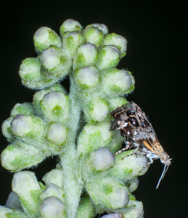 Tiny Moth on Butterfly bush buds...
