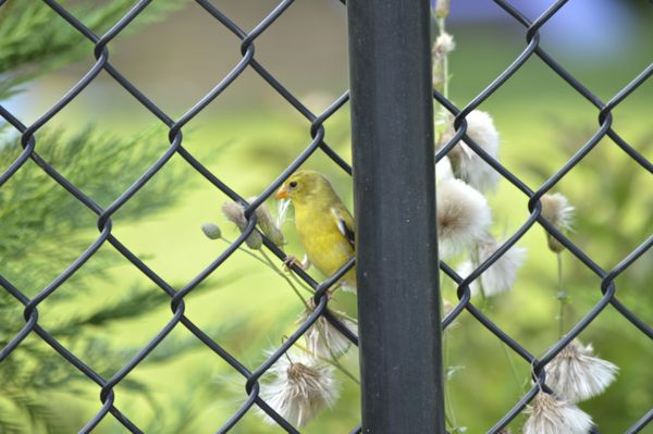 yellow finch...