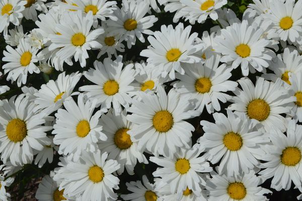 A host of daisies...