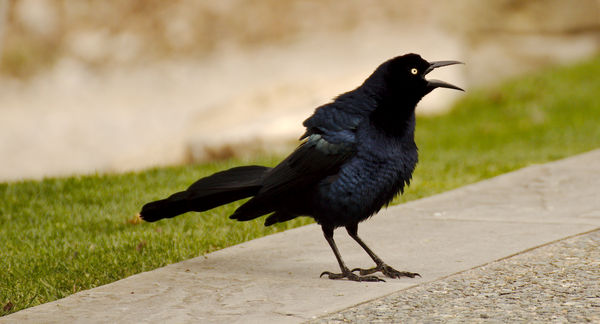 Male Grackle...
