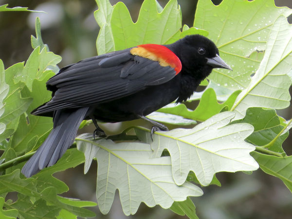 Red-wing Blackbird...