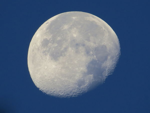 SX50HS Full zoom - no crop or PP...