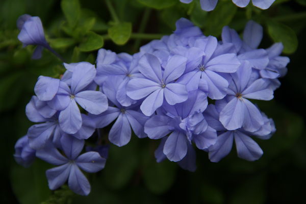Small, pretty blue flowers...
