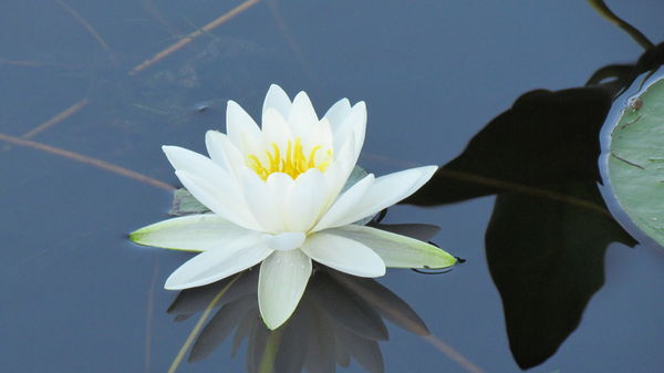Pristine Water Lilly...